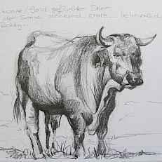 Spanischer Stier | Grafit | 16 x 21 cm