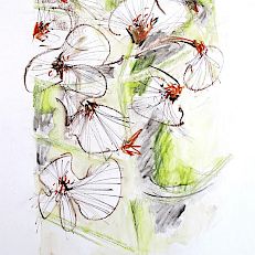 Weisse Blüten | Filzstift, Buntstifte, Rötel | 30 x 20 cm