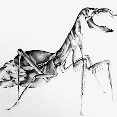 symbiosis | I 50 x 40 cm