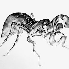 symbiosis IV | 50 x 40 cm | sold