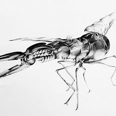 symbiosis V | 50 x 40 cm