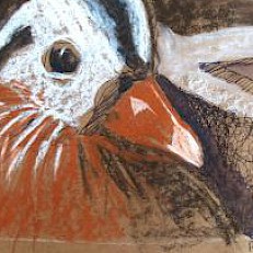 Tierstudie in diversen Mischtechniken | je 20 x 30 cm